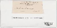Trichaptum abietinum image