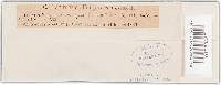 Trichaptum abietinum image