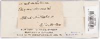 Trichaptum abietinum image
