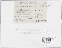 Trichaptum abietinum image