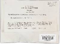 Trichaptum abietinum image