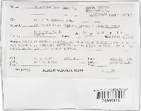 Trichaptum abietinum image
