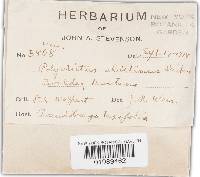 Trichaptum abietinum image
