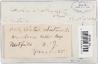 Trichaptum abietinum image