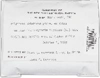 Trichaptum abietinum image