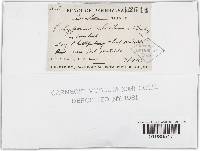 Trichaptum abietinum image