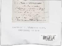 Trichaptum abietinum image