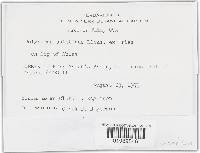 Trichaptum abietinum image