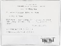 Trichaptum abietinum image
