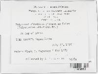 Trichaptum abietinum image
