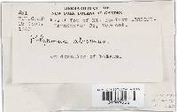 Trichaptum abietinum image