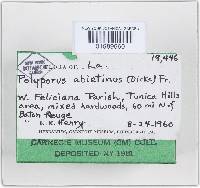 Trichaptum abietinum image