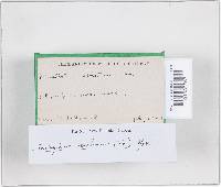 Trichaptum abietinum image