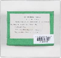 Trichaptum abietinum image
