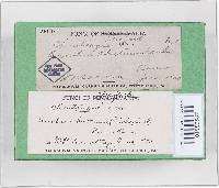 Trichaptum abietinum image