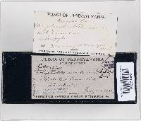 Trichaptum abietinum image
