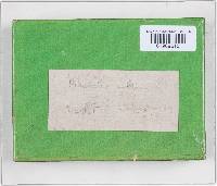 Trichaptum abietinum image
