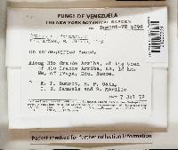 Cymatoderma dendriticum image