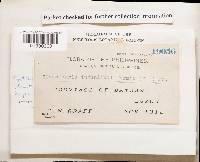 Cymatoderma infundibuliforme image
