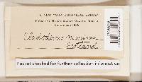 Cymatoderma infundibuliforme image