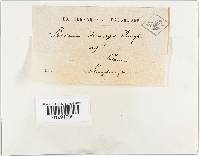 Stereum princeps image