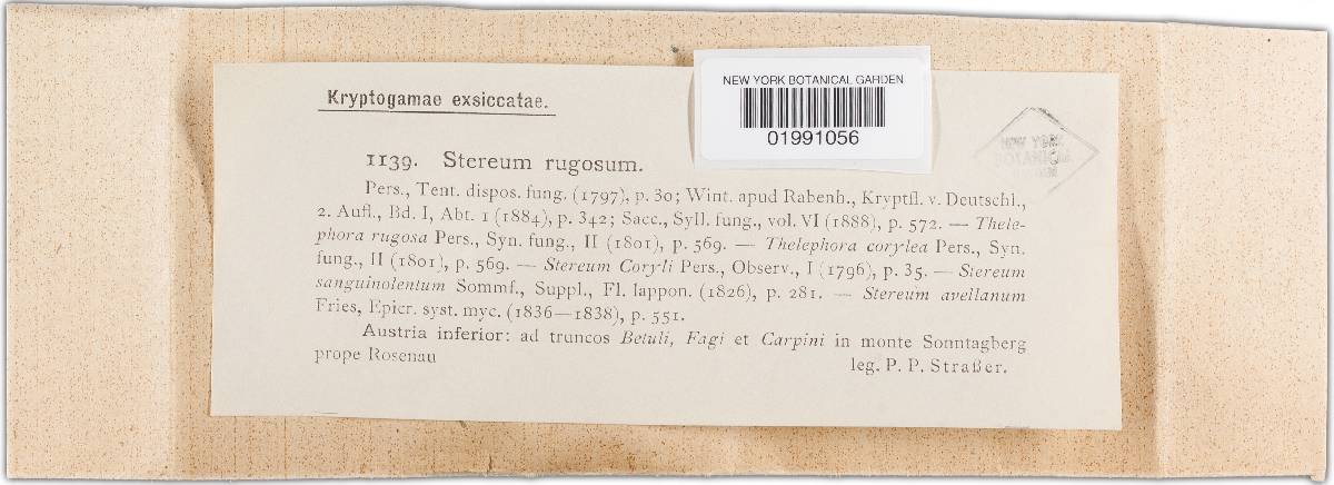 Stereum rugosum image