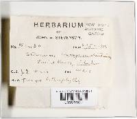 Stereum sanguinolentum image