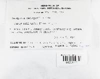 Thelephora caryophyllea image