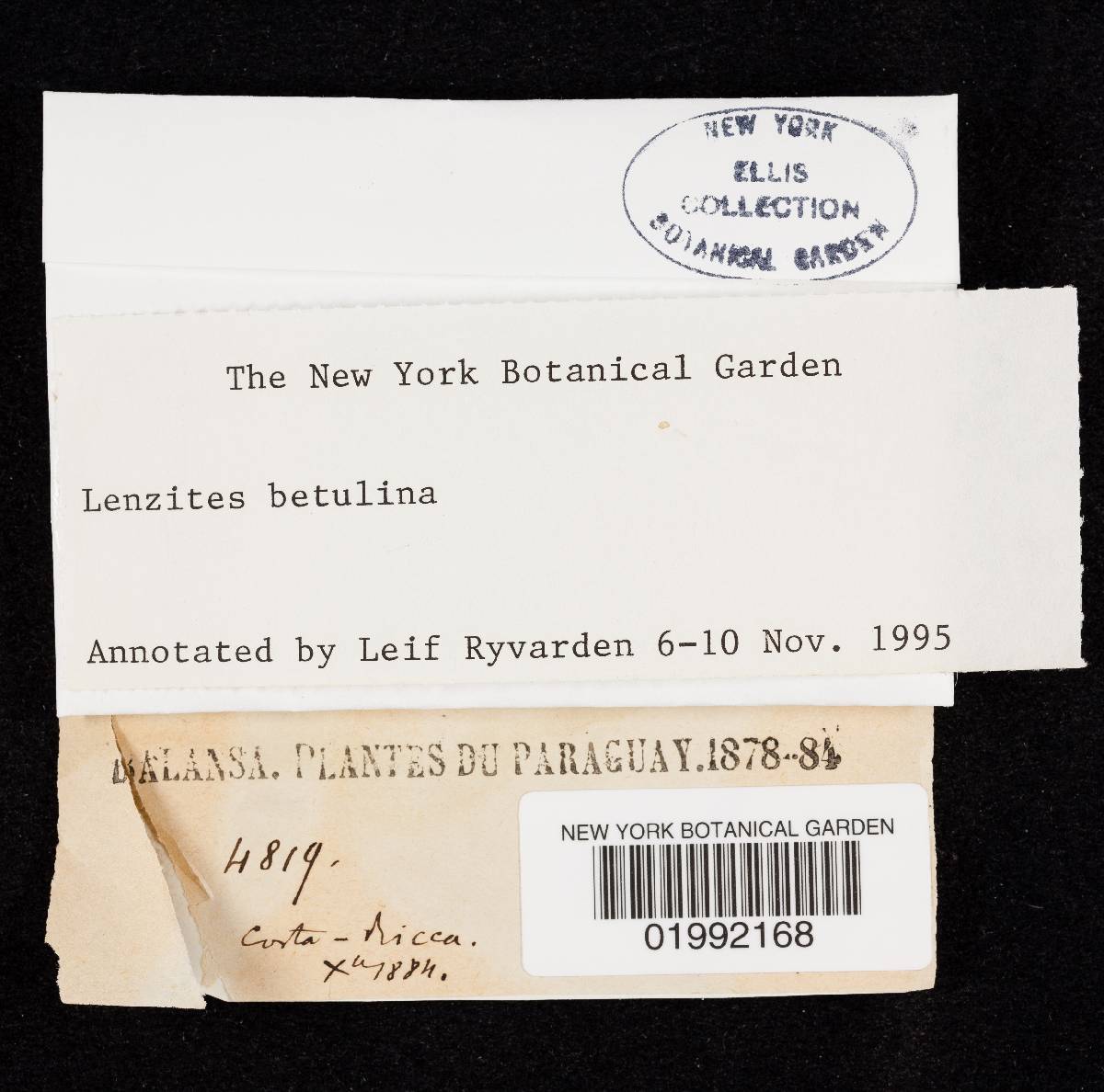 Cystidiodontia laminifera image