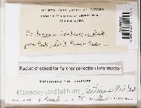 Gloiothele lactescens image