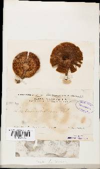 Lentinus villosus image