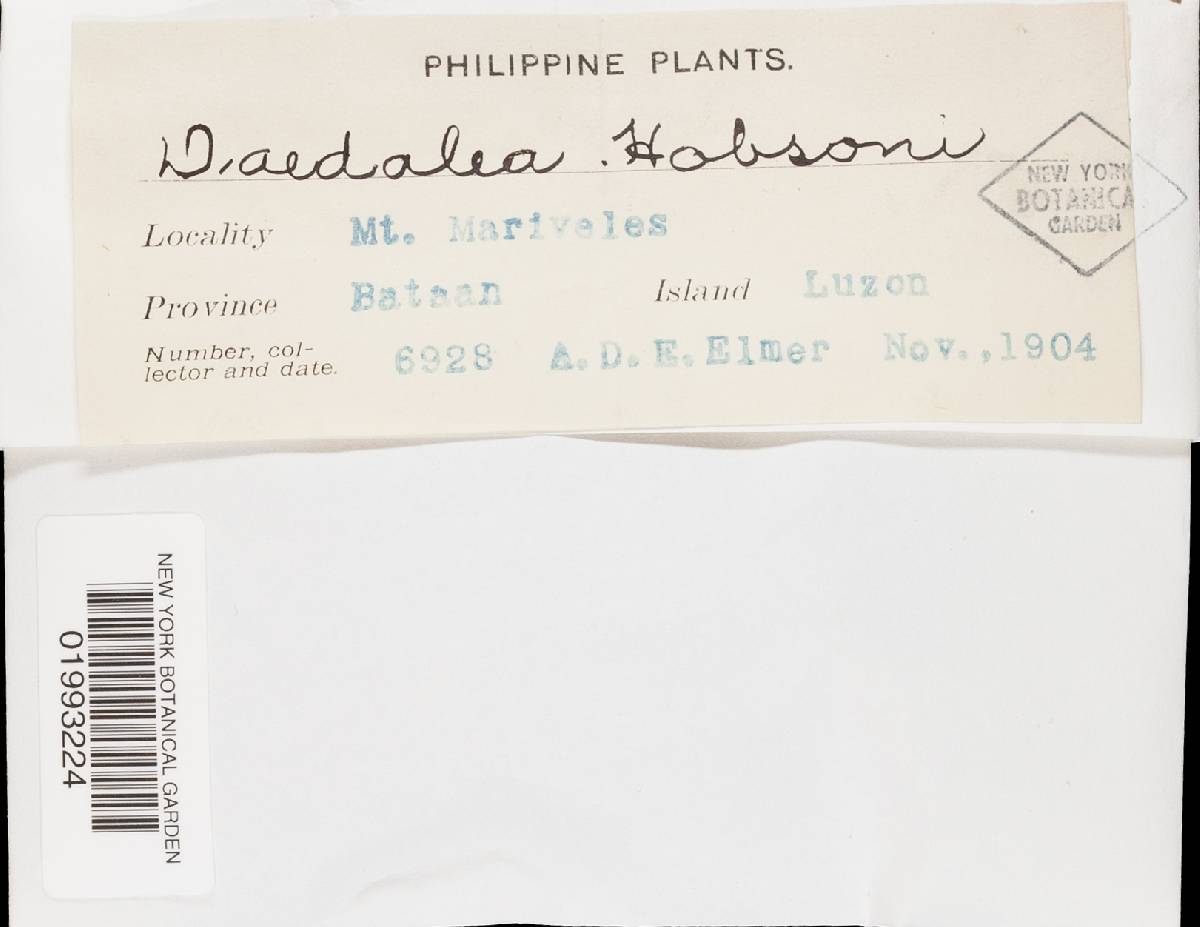 Daedalea flavida image