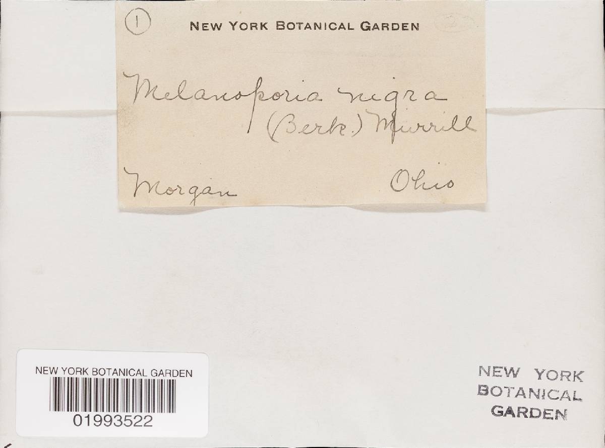 Melanoporia nigra image