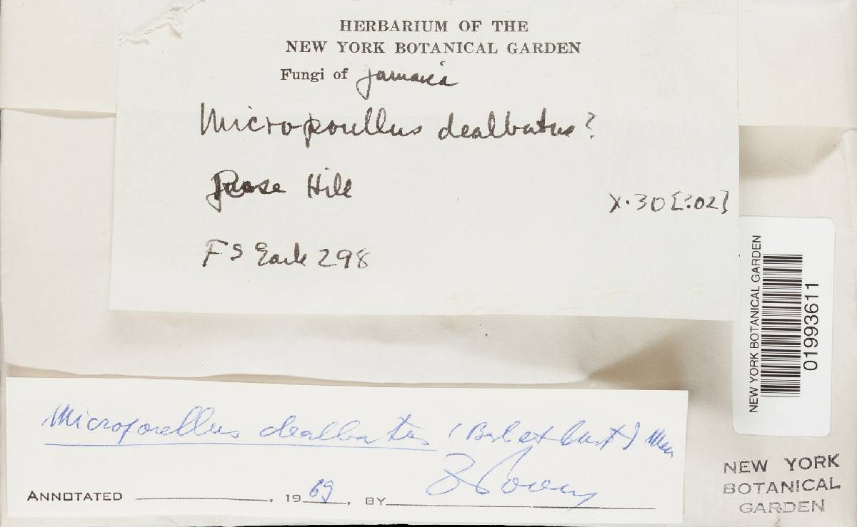 Microporellus dealbatus image