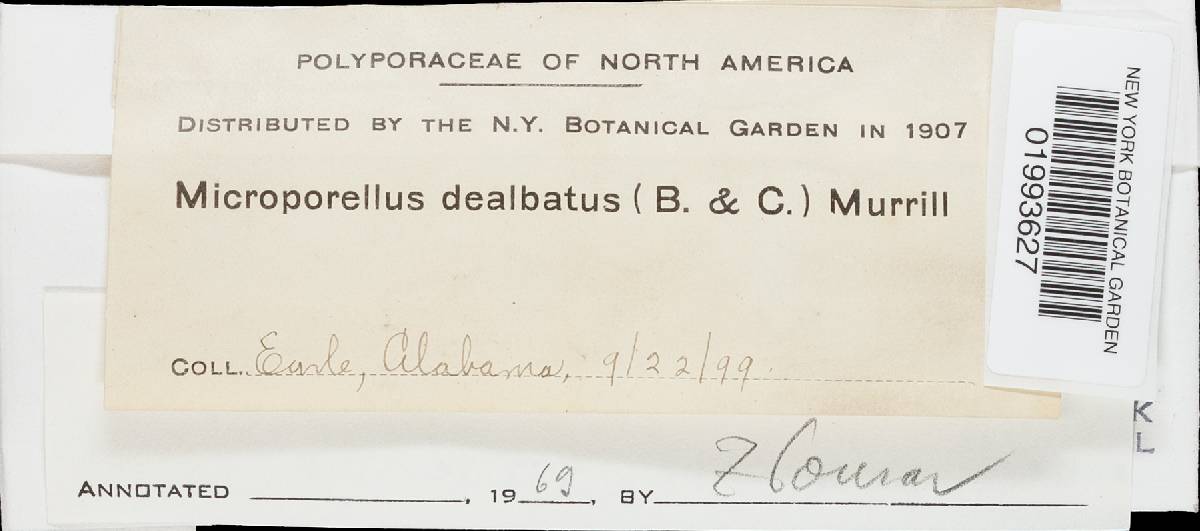 Microporellus dealbatus image