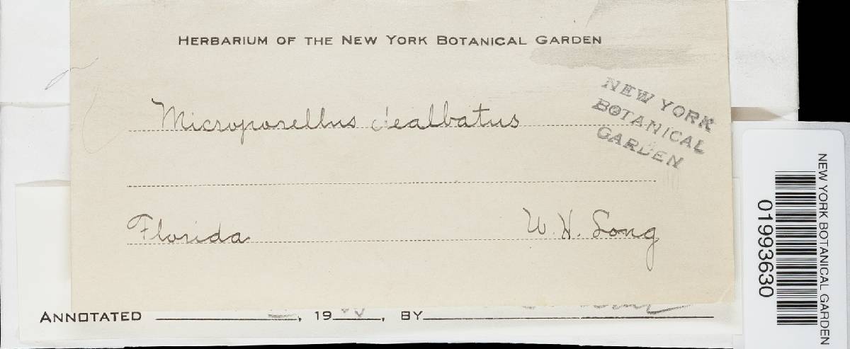 Microporellus dealbatus image
