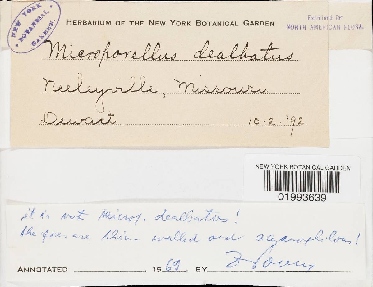 Microporellus dealbatus image