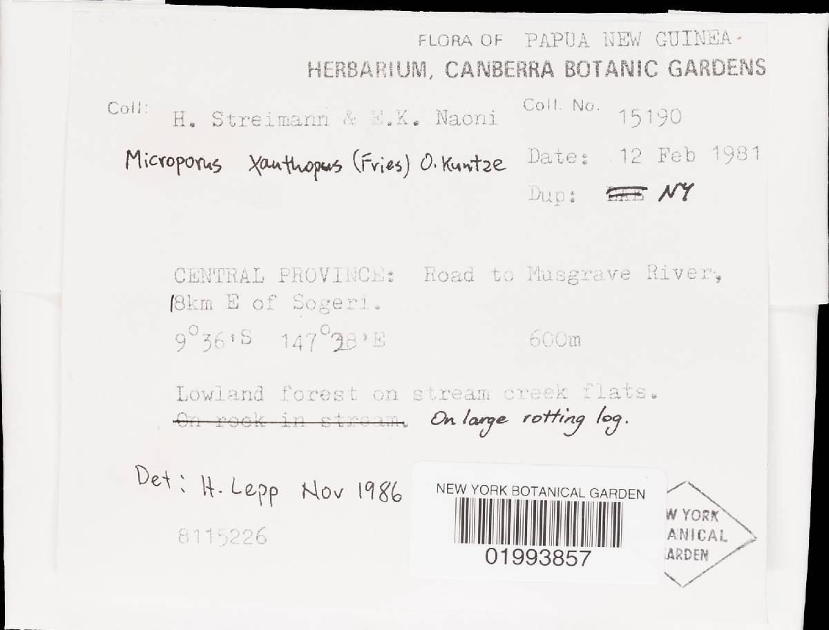 Microporus image