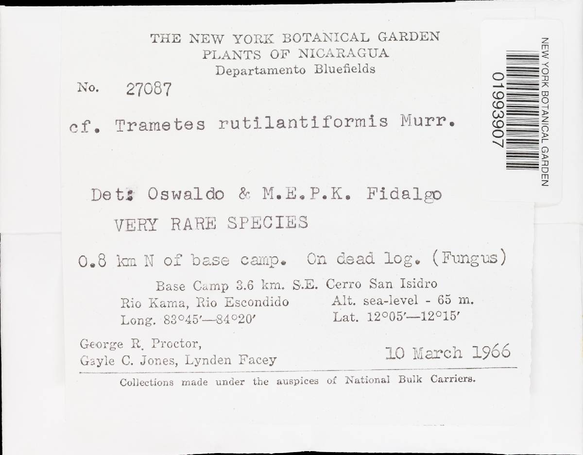Murrilloporus rutilantiformis image