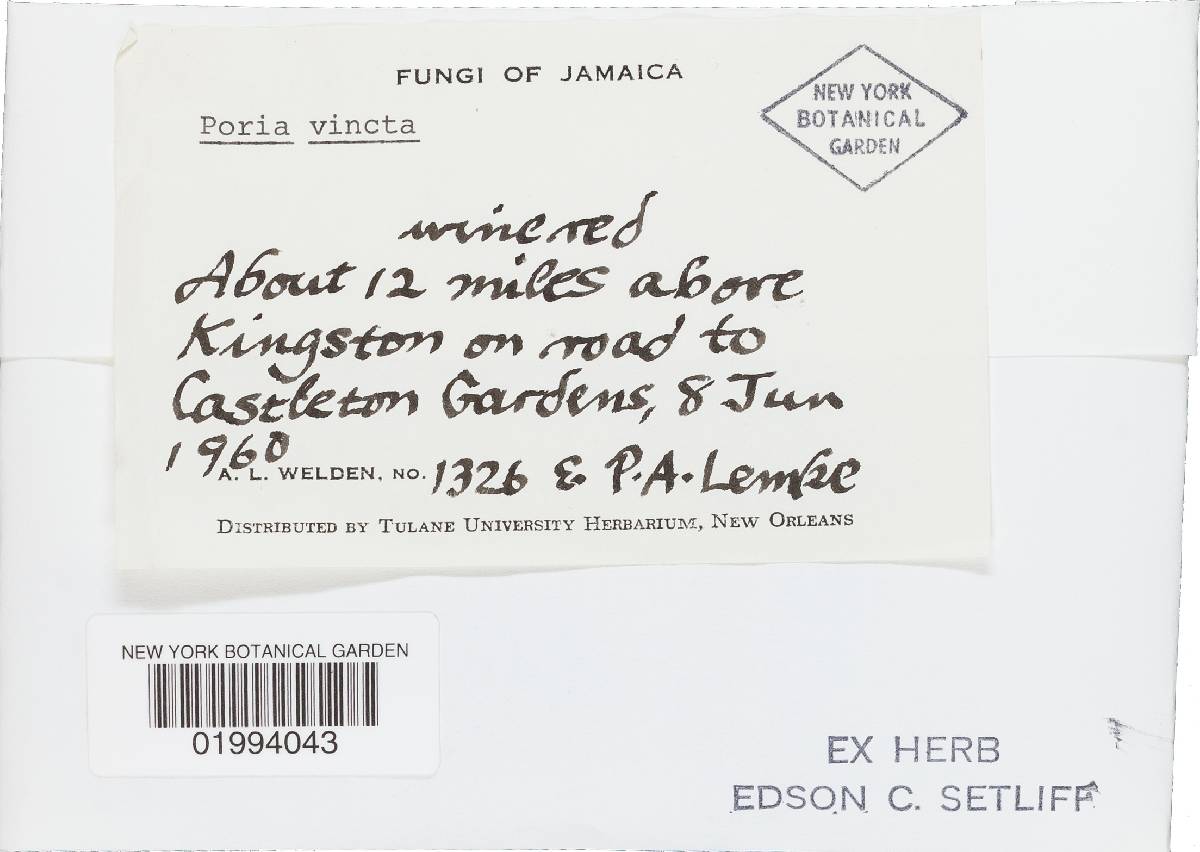 Rigidoporus vinctus image