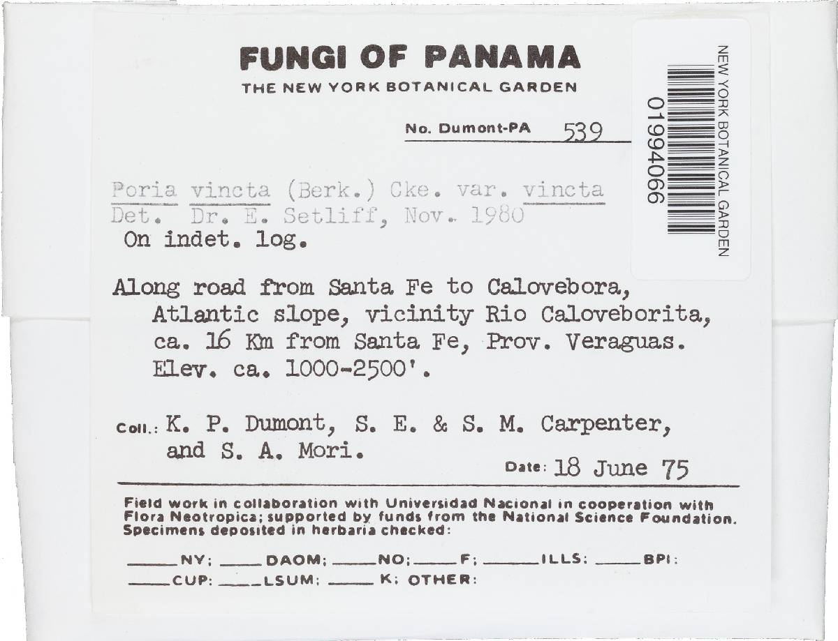 Rigidoporus vinctus image