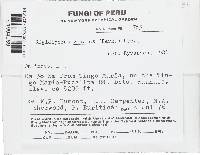 Rigidoporus vinctus image