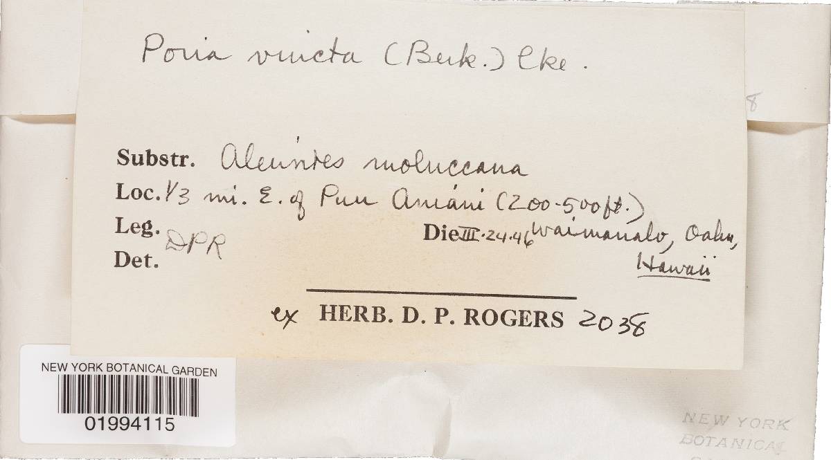 Rigidoporus vinctus image