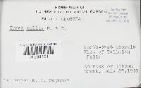 Sarcodontia pachyodon image