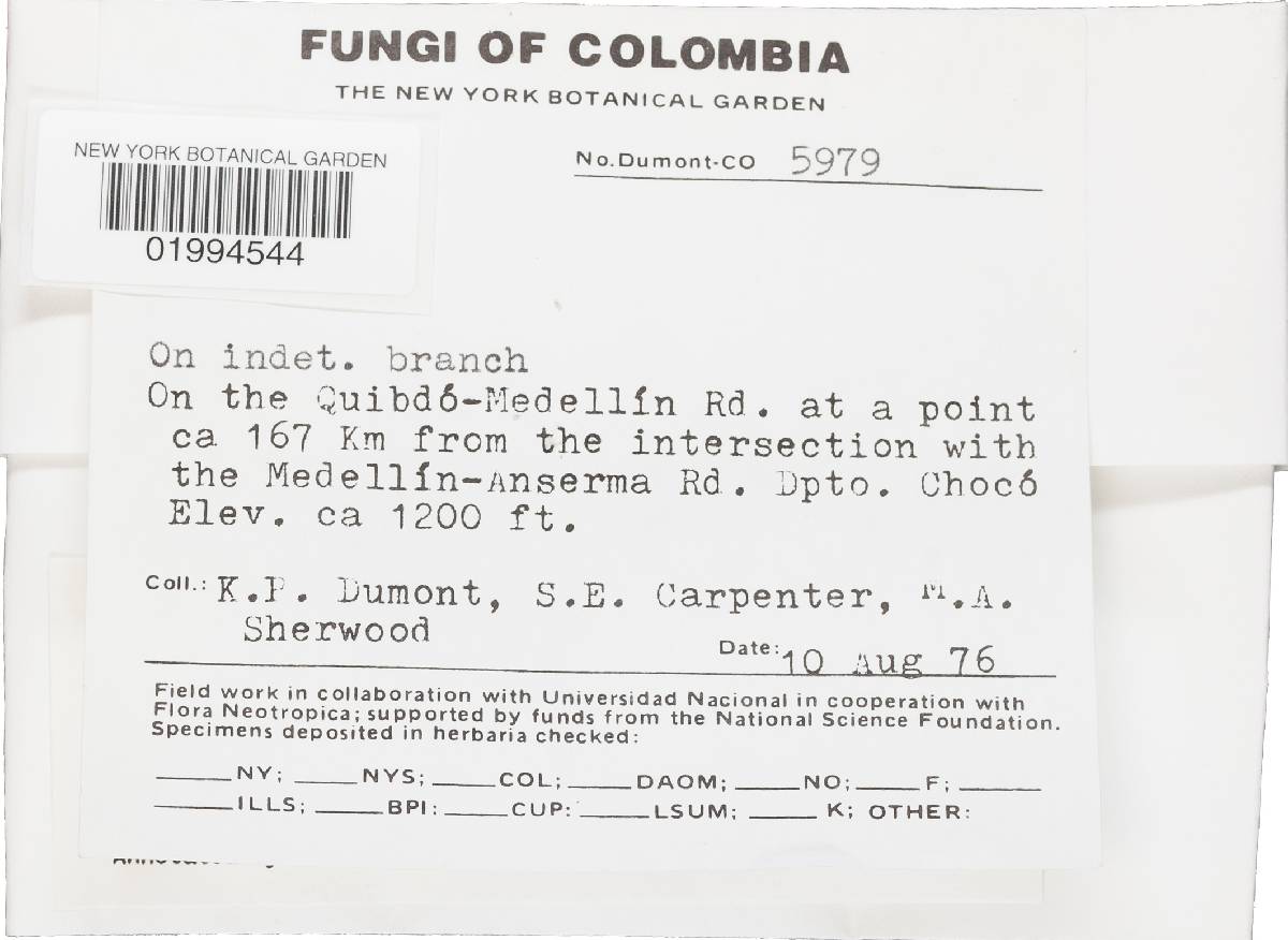 Tinctoporellus image