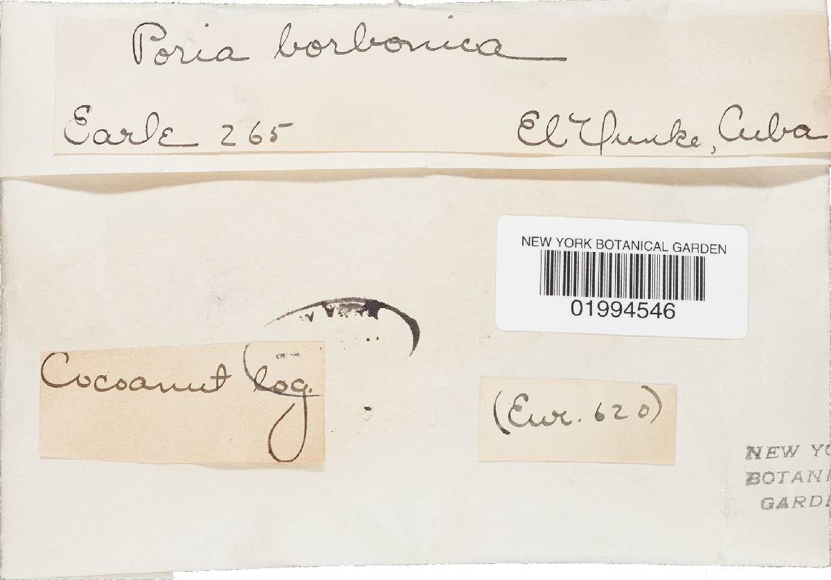 Tinctoporellus epimiltinus image