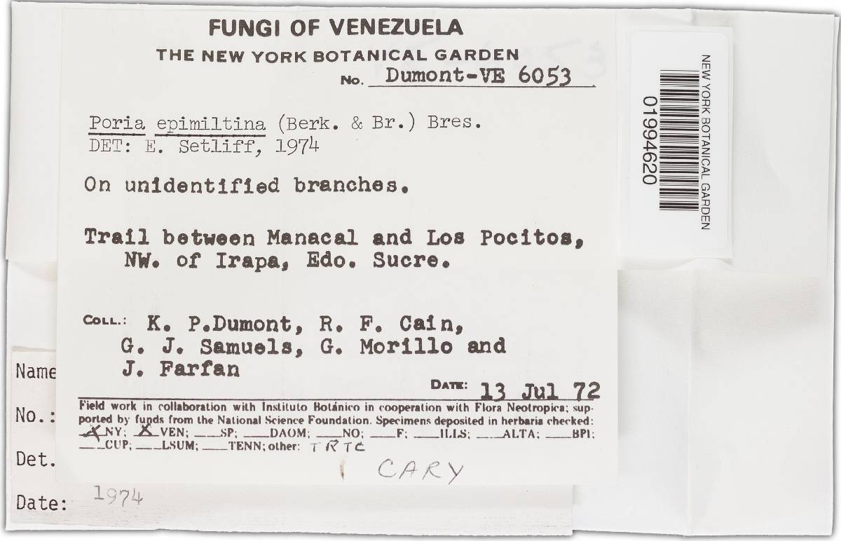 Tinctoporellus epimiltinus image