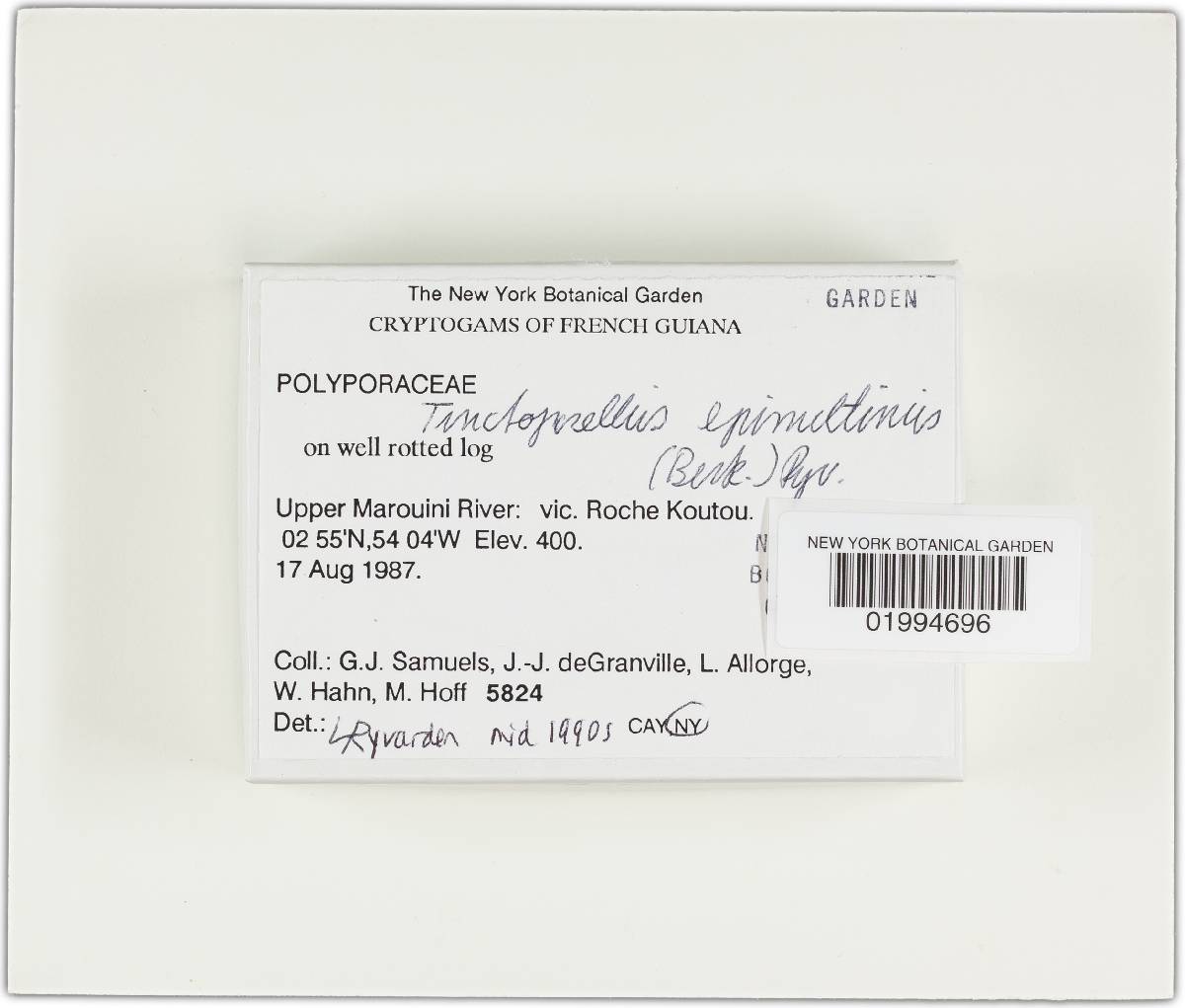 Tinctoporellus epimiltinus image
