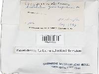Stereum gausapatum image
