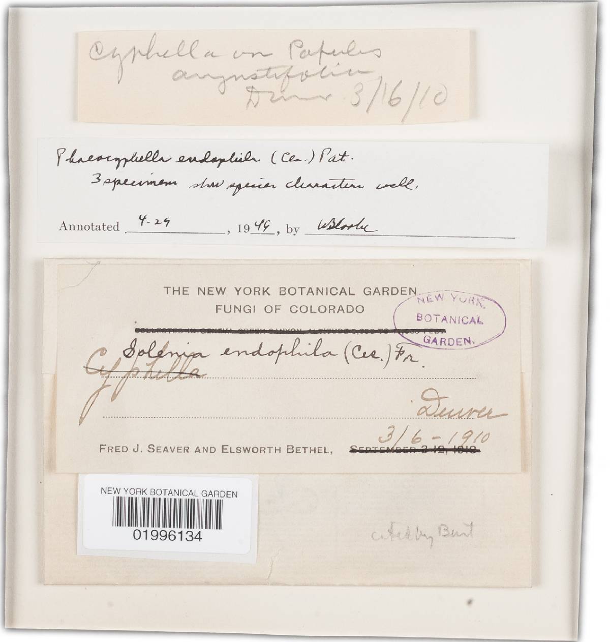 Phaeosolenia inconspicua image